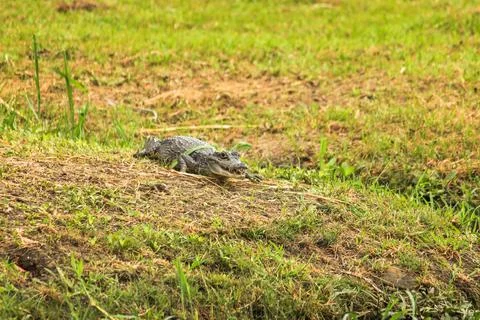 Young caiman with reed leaf on back on Suriname riverbank Stock-Fotos