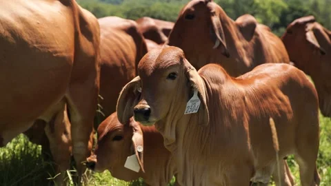 Young calf amongst group of Cattle. Stock Footage 157947583