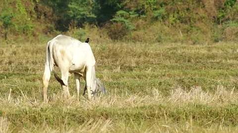Young calf and drongo Stock Footage 48354927