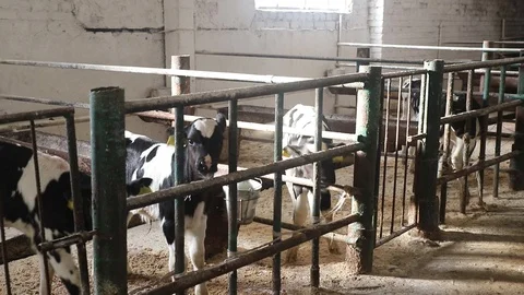 Young calf in the aviary, behind bars Stock Footage 116661506