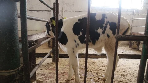 Young calf in the aviary Stock Footage 116658831
