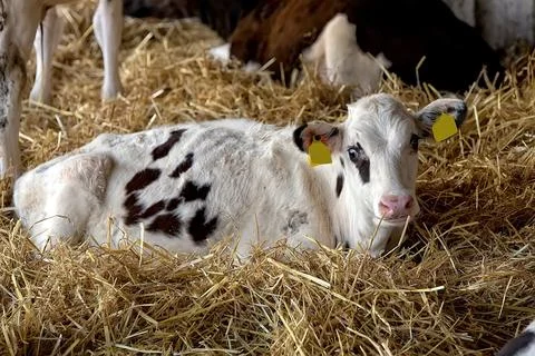A young calf in the barn Stock Photos