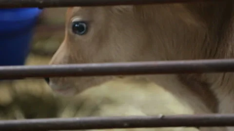 Young calf on a British cattle farm producing milk. Full HD 1920 x 1080 Stock Footage 36449005