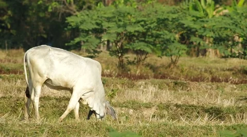 Young calf is eating grass Stock Footage 48353511