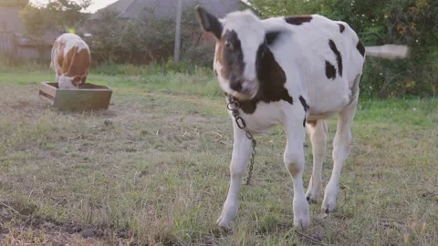 A young calf eats fresh juicy grass on a sunny summer day. Farming, cattle Stock Footage 161153670