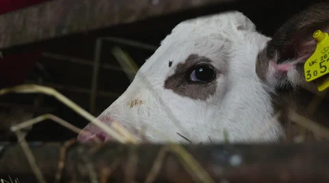 Young calf extrem closeup 스톡 동영상 43263480