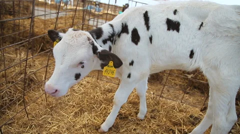 Young calf on the farm Stock Footage 64993651