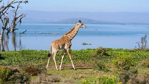 Young calf giraffe walking along lake shore in Africa Stock Footage 331894375