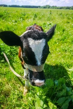 A young calf grazes on a meadow among the grass under the open sky Stock-Fotos