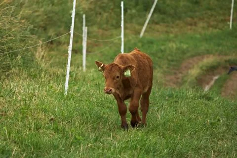 An young calf grazing on a meadow after a rain Stock Photos
