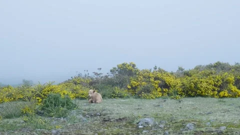 Young calf lies down to rest in a foggy mountain pasture Vídeo Stock 333696373