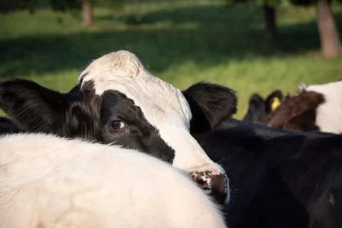 Young calf looking at the camera Stock Photos