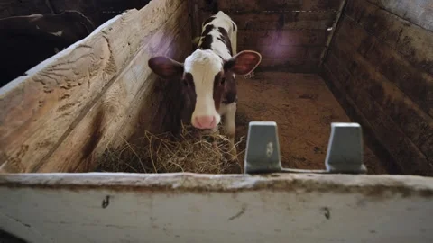 Young calf looking up from rustic wooden stall in a traditional farm barn Stock Footage 346224503