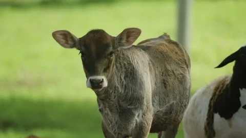 Young Calf Looking Toward Camera in Pasture Stock-Footage 336339178