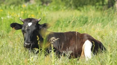 Young calf lying on the grass field Stock-Footage 72153894