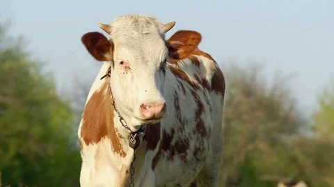 Young Calf in the Meadow Stock Footage 75499656
