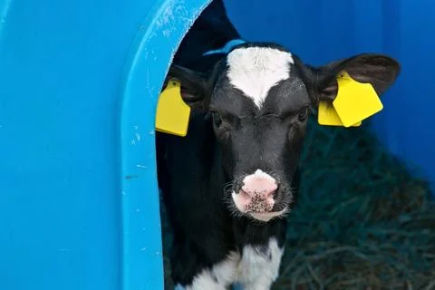 Young calf in a nursery for cows on a dairy farm. Stock Photos