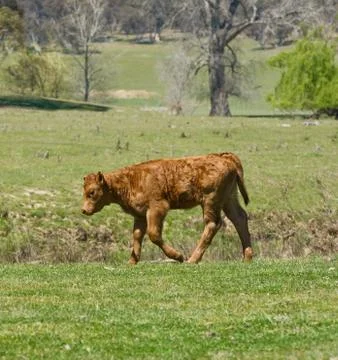 Young calf Stock Photos