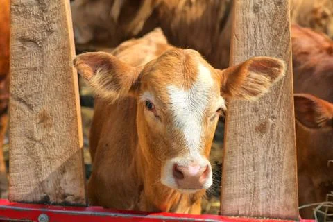 Young calf Stock Photos
