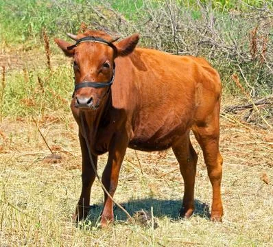 Young calf Stock-Fotos