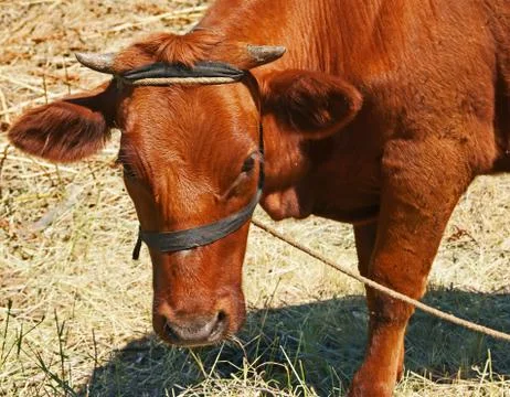 Young calf Stock-Fotos
