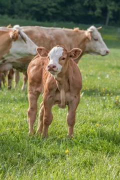 Young calf Stock Photos