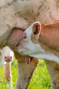 Young calf Stock Photos