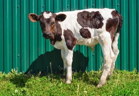 Young calf 스톡 사진