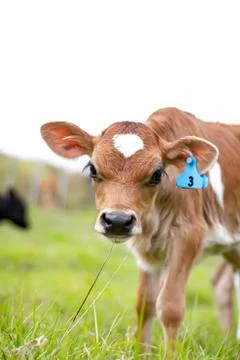 Young Calf Stock Photos