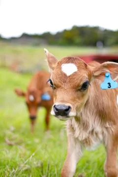 Young Calf Stock Photos