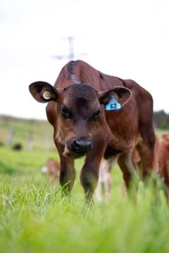 Young Calf Stock Photos