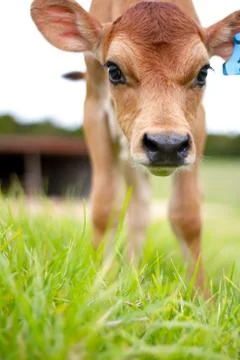 Young Calf Stock Photos