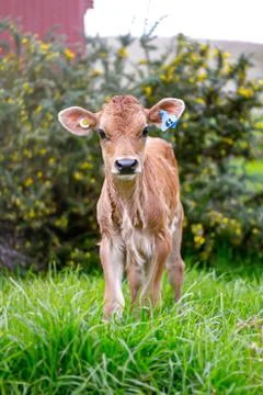 Young Calf Stock Photos