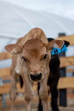 Young Calf Stock Photos
