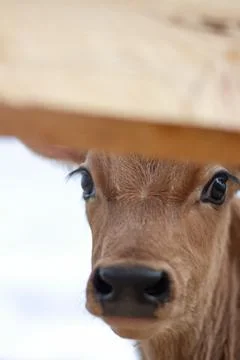 Young Calf Stock Photos