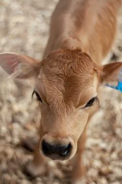 Young Calf Stock Photos