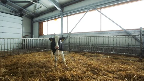 Young calf posing for the camera. Stock Footage 101772312