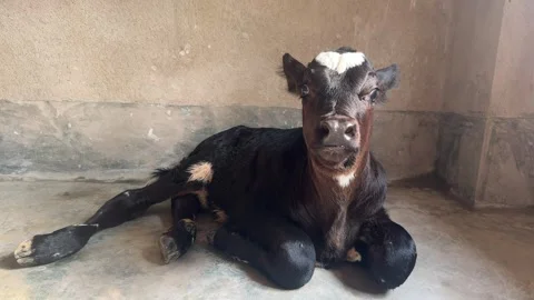 Young Calf Resting on Barn Floor in Rural Livestock Shelter India Stock Footage 338041002