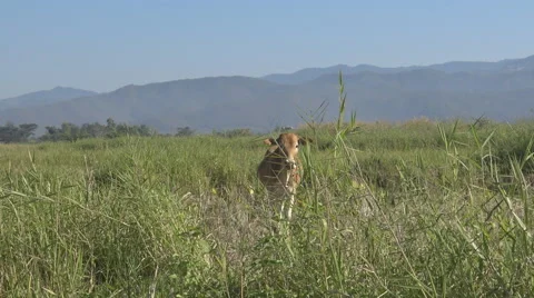 Young calf running Video stock 60747776