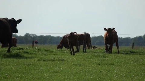 Young calf running over grass field followed by mother cow 4k Stock Footage 81885956