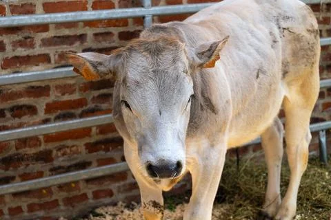 Young calf in rustic barn setting with brick wall. Production meat and milk.. Stock Photos