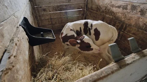 Young calf standing in a barn stall, resting on hay and sawdust bedding Stock Footage 346224610