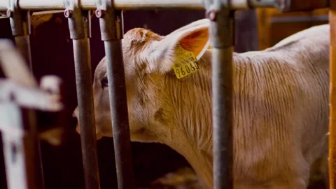 Young Calf Standing Between Metal Bars, Cattle Barn Interior, Close Up Shot Stock Footage 341451205