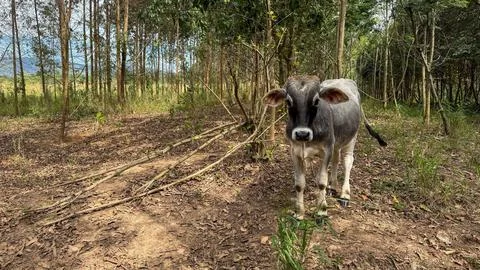 Young Calf Standing on Forest Path Outdoors Stock Photos