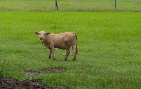 Young calf standing in green pasture. Cattle farming, livestock breeding, r.. Stock Photos