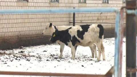 Young calf standing next to a barn in winter Video stock 101188828