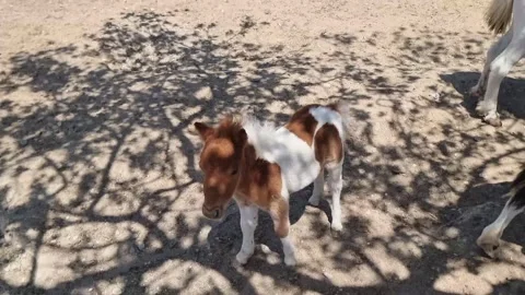 "Young Calf Under Tree Shade Outdoors" Stock Footage 318510952