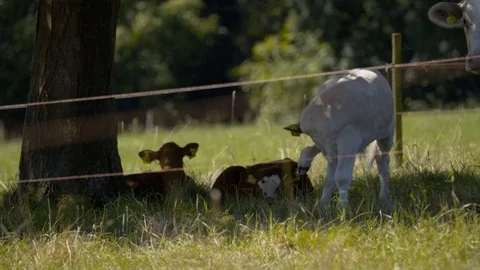Young calfs sitting under tree on the fields with their mother 動画素材 126820272