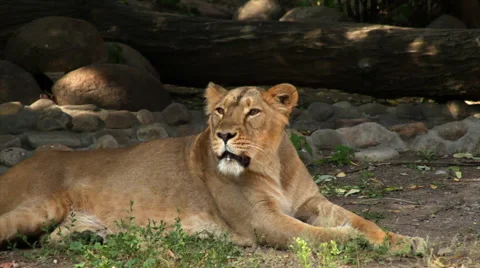 A young calm lioness, lying on shadow background, sniffing the ear and yawning. Stock Footage 42891252