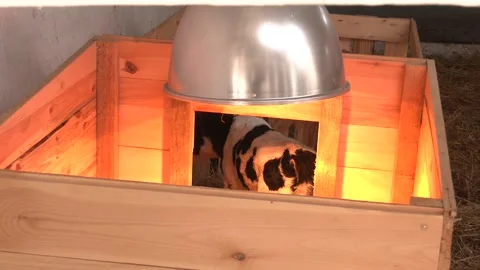 Young calves on the farm. Stock Footage 249923596